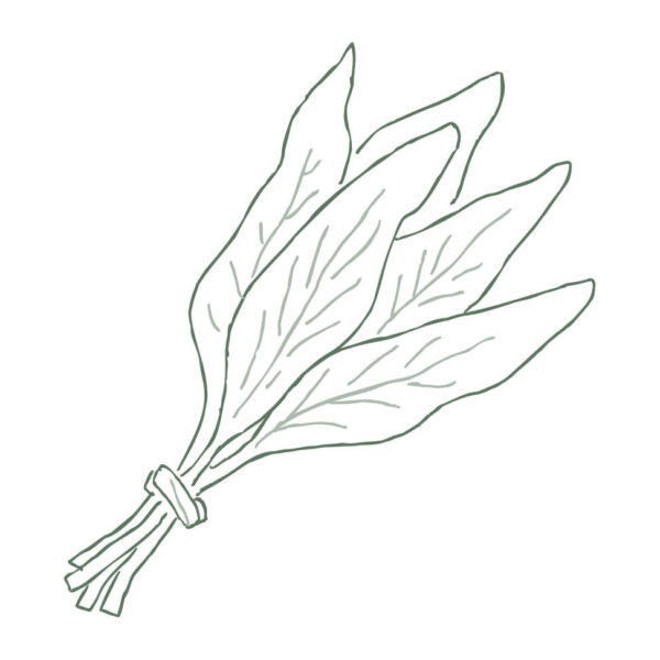 Sage Leaves
